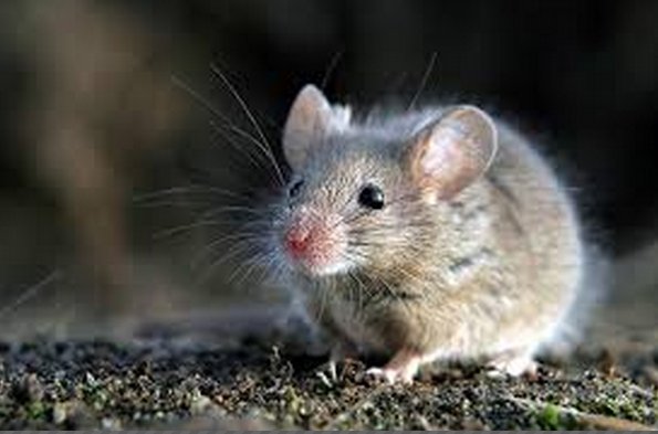 Australia censa por primera vez sus ratones para prevenir plagas