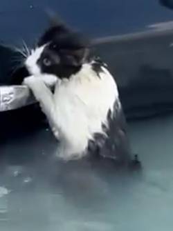 Captura del video del gato rescatado de una inundación en Dubái.