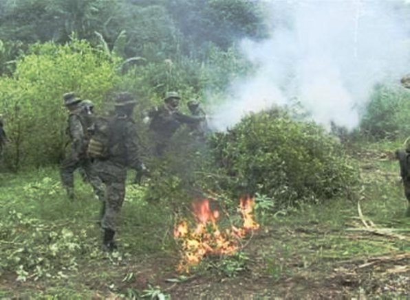 Militares de Ecuador destruyen plantaciones de coca en la Amazonía
