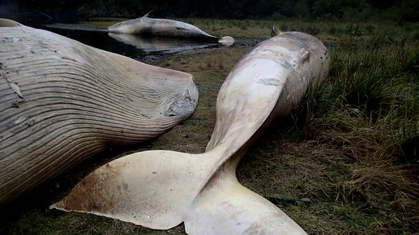 Más de 20 ballenas mueren en costas del extremo sur de Chile