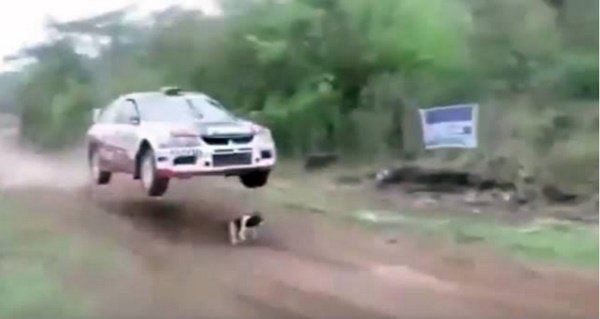 Perro se salva de ser atropellado en un Rally en Bolivia