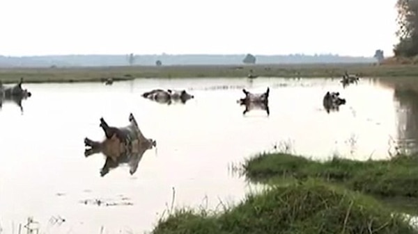 Hallados más de cien hipopótamos muertos en Namibia