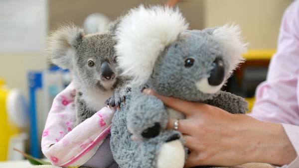 Koala huérfano encuentra consuelo en un peluche en Australia