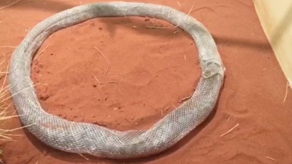 Serpiente que se come a sí misma se vuelve viral