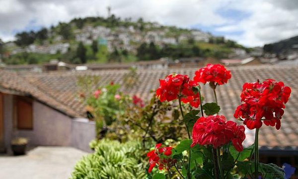 Quito festejó ser la “Ciudad de los Geranios”
