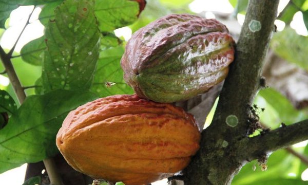 Ecuador promueve su cacao en China ante las grandes firmas del sector