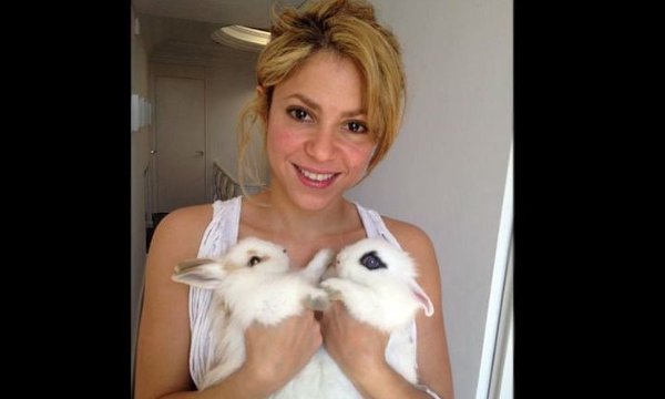 Shakira dio en adopción a sus conejos