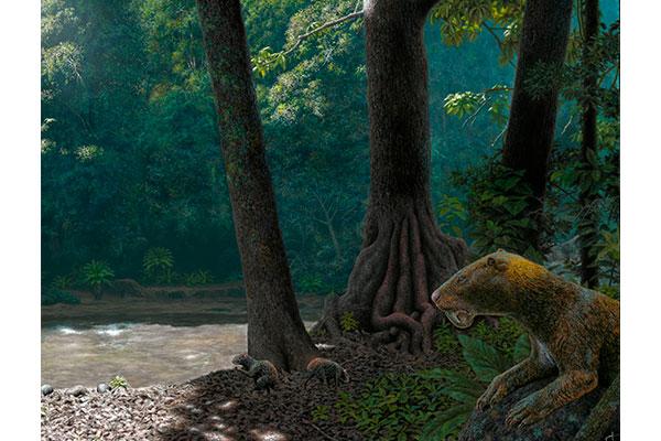 Un fósil de marsupial dientes de sable de hace 13 millones de años fue hallado en Colombia