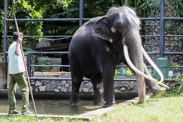 Se registran 238 elefantes asesinados en el sur de Asia este año