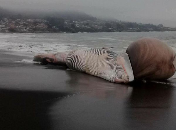 Encuentran una ballena varada con una extraña protuberancia en Chile