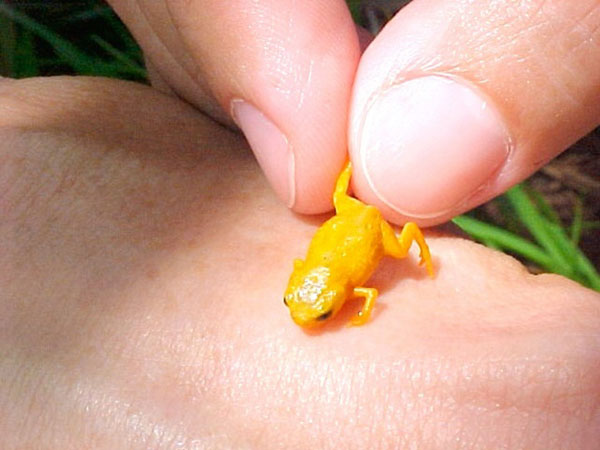 Siete nuevas especies de ranas miniatura descubiertas en la selva brasileña
