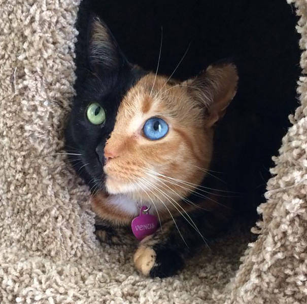 El misterio de la gata de dos caras que es furor en internet