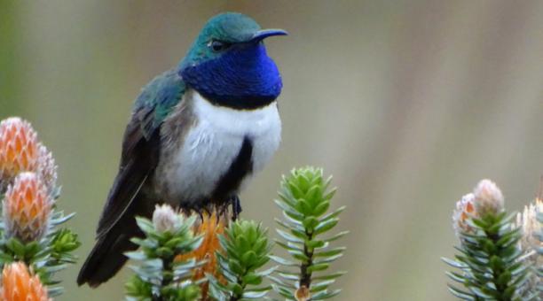 Descubren nueva especie de colibrí en los Andes ecuatorianos