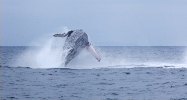 Inicia oficialmente la temporada de avistamiento de ballenas en Ecuador