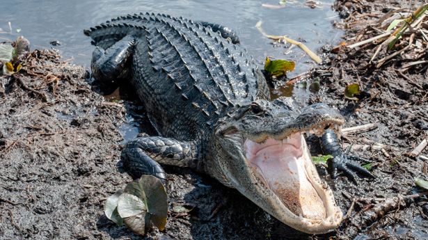 Brasileños realizan espeluznante descubrimiento en el interior de un caimán