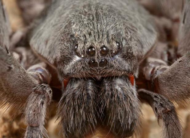 Hallan araña gigante en México