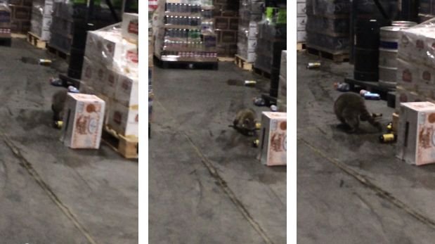 (VIDEO) El mapache que se &#039;pasó de copas&#039; en un almacén de licores &#039;