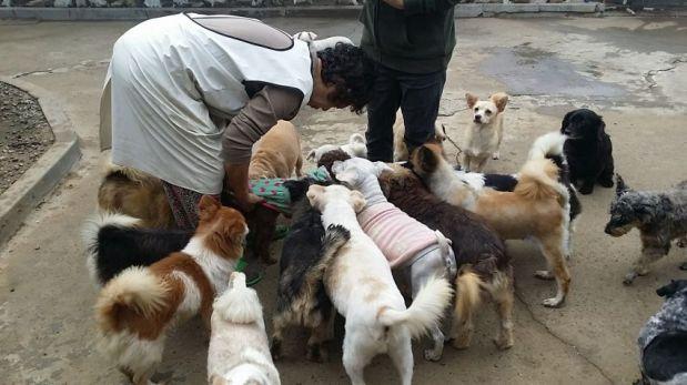 La inspiradora historia de la surcoreana que convirtió su casa en refugio de 200 perros