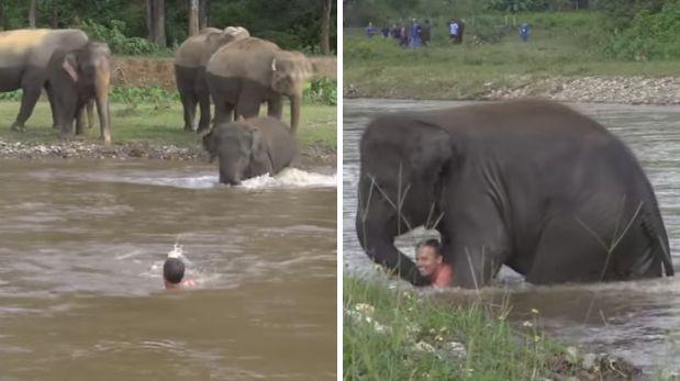 Un elefante rescata a un hombre que cayó a un río