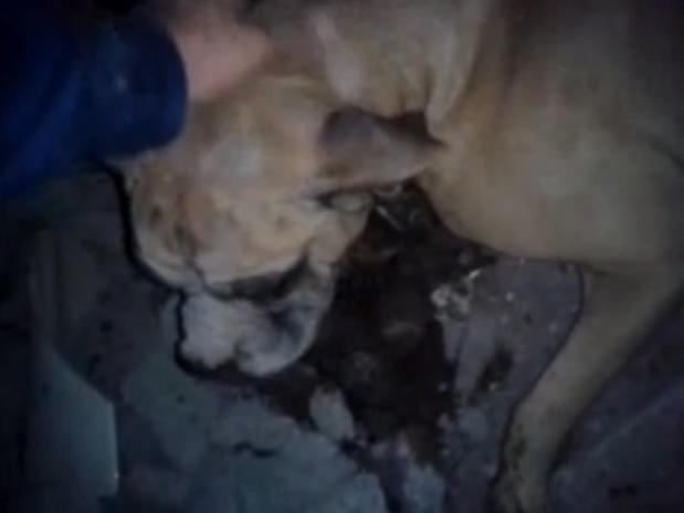 VIDEO: Jóvenes rescatan de morir a un perro tras terremoto en Chile