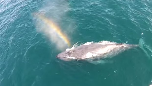El sorprendente video de una ballena que crea un arcoíris en el mar