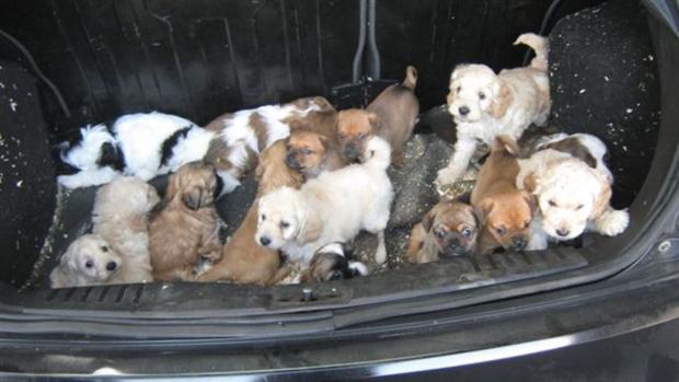 Rescatan a 20 indefensos cachorros del maletero de un auto en Escocia