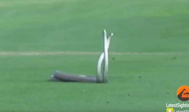 2 venenosas serpientes se pelean violentamente en pleno campo de golf