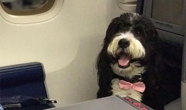 La reacción de un pasajero al ver a un perro junto a él en el avión