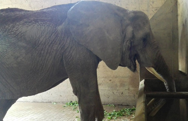 Muere elefante del zoológico más grande de Venezuela