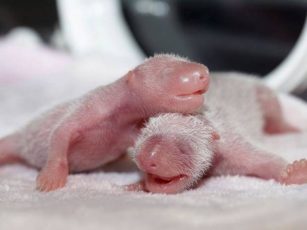 Zoológico de Washington lucha por rescatar a panda bebé