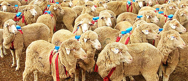 Las ovejas son egoístas: comprobado