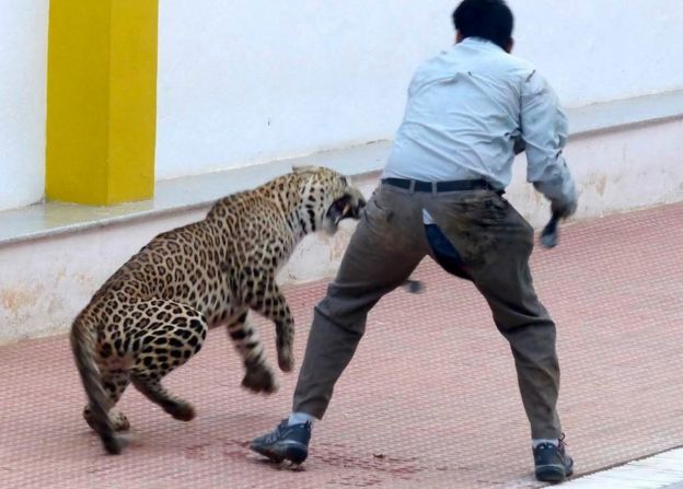 Un leopardo salvaje ataca a seis personas en una escuela de India