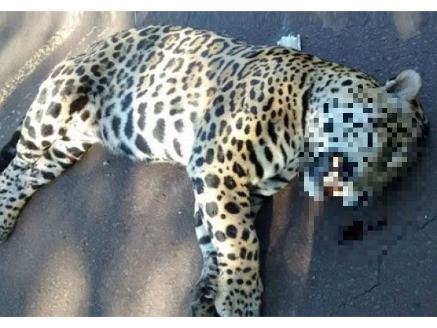 Jaguar atropellado en Argentina causa alarma