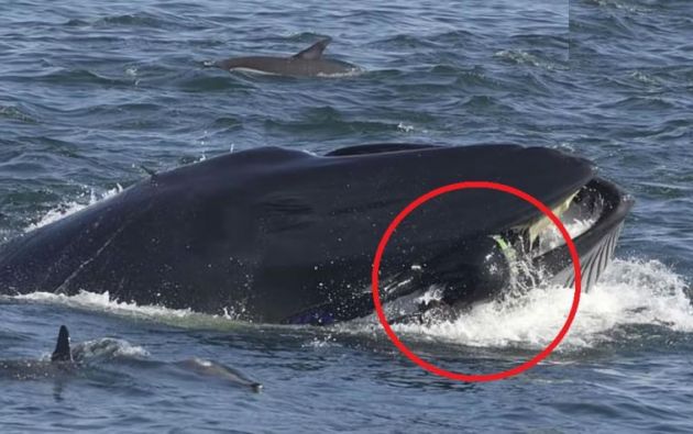 Una ballena se traga a un buzo en Sudáfrica