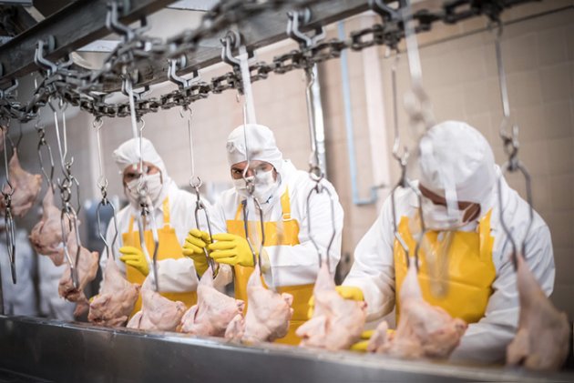 Trabajadores avícolas de EE.UU. usan pañales, pues les prohíben ir al baño