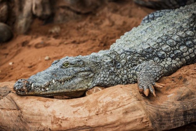 Autoridades atrapan a cocodrilo merodeador en Costa Rica