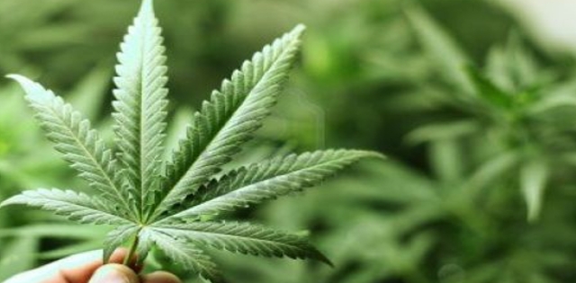 Florida autoriza cultivo de marihuana para la industria