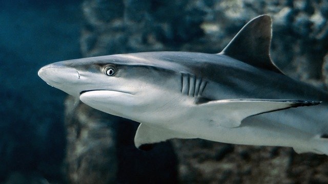 Un buceador usa un peculiar método para sacar anzuelo de la mandíbula de un tiburón