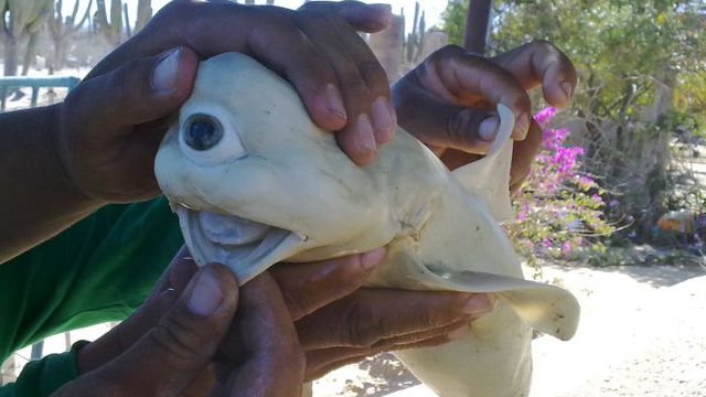 Impresionante! Descubren un tiburón bebé cíclope