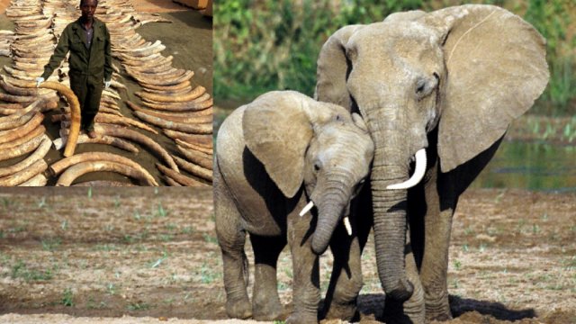 Población de elefantes mermó un 62% en África central