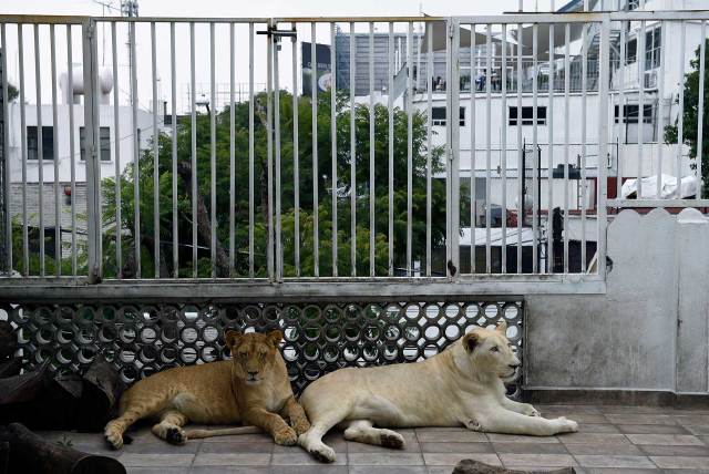 La pareja mexicana que vive con tres leones