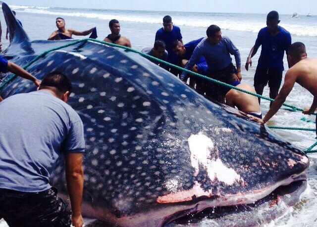 Muere tiburón ballena varado en Manta