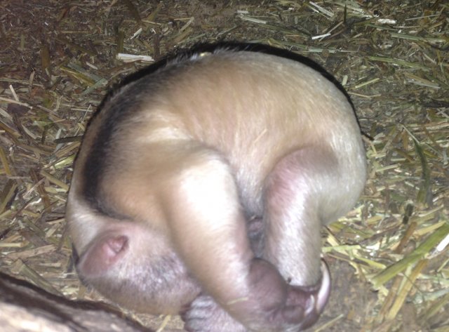Nace una cría oso melero, especie emparentada con el hormiguero