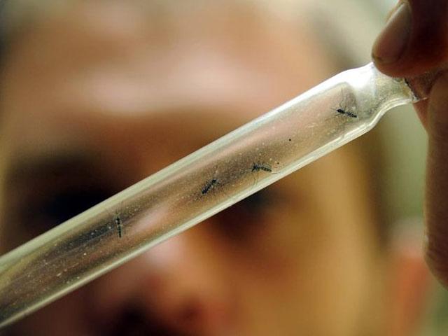 Investigadores en EE.UU. trabajan en una vacuna contra el chikunguña