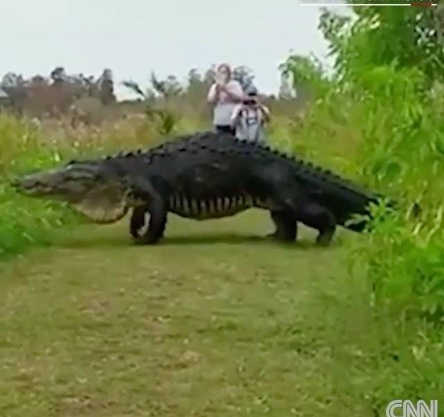 Graban monstruoso caimán paseándose tranquilamente en Florida