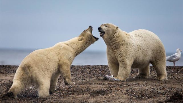 Osos polares no encuentran suficientes focas para saciarse