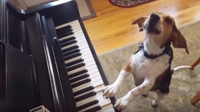 Conoce al perro que &quot;canta&quot; y &quot;toca&quot; el piano