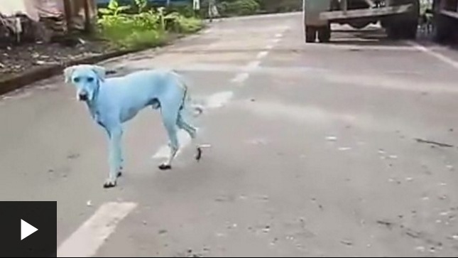 El misterio de los perros azules de Bombay, India