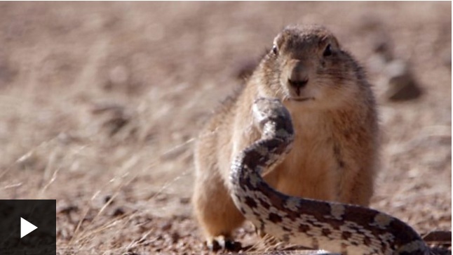 El espectacular duelo entre un roedor y una serpiente en el desierto de México captado en un documental de la BBC