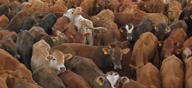Magap subiría el precio de la carne para beneficiar a productores